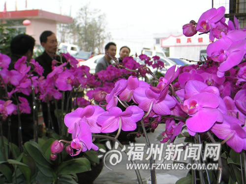 福州：兰花借机率先抢占年花市场