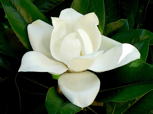 ͼƬȫɻ Magnolia grandifloraͼƬ