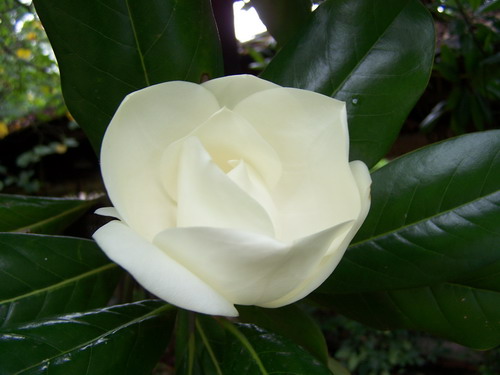 ͼƬȫɻ Magnolia grandifloraͼƬ