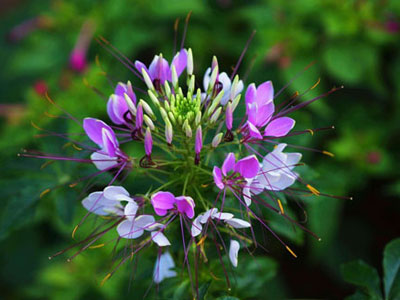  Cleome spinosa