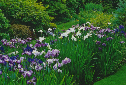  Iris japonica