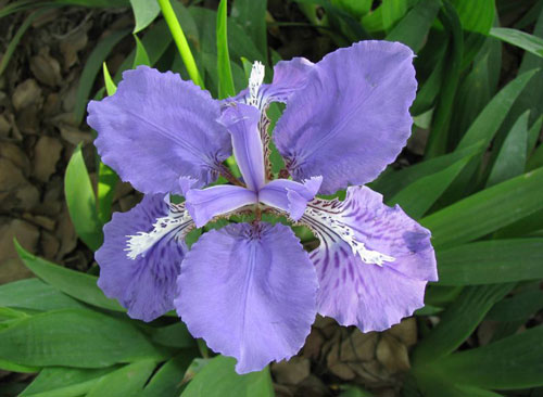  Iris japonica