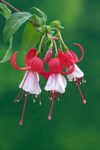 ܽܣҽ Fuchsia hybrida