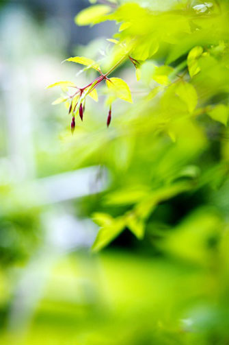 ܽܣҽ Fuchsia hybrida