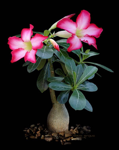 花卉图片大全：沙漠玫瑰 Adenium obesum