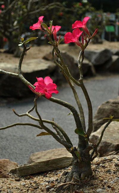 花卉图片大全：沙漠玫瑰 Adenium obesum