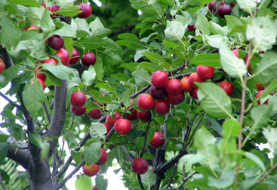 ͼƬȫҶ Prunus cerasifera