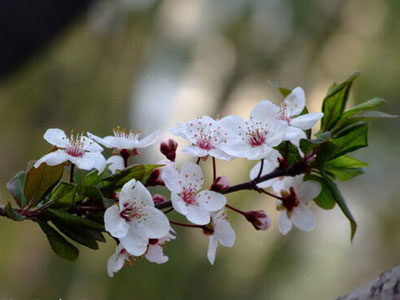 ͼƬȫҶ Prunus cerasifera