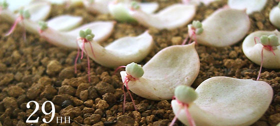 多肉植物繁殖方法图解：叶插繁殖