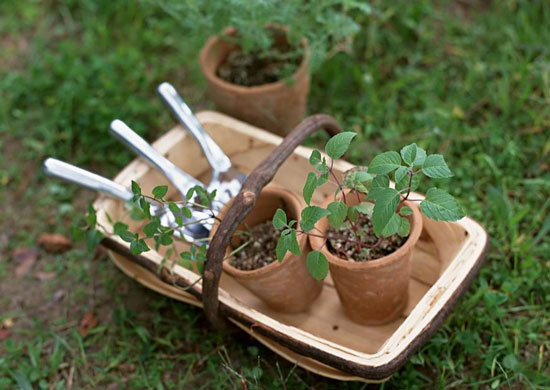 最为常用的五种园艺工具