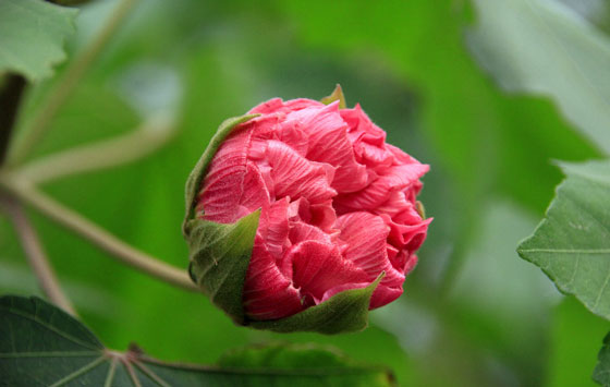ͼƬȫľܽ Hibiscus mutabilis