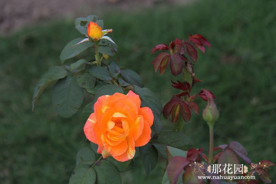 国庆南方行——上海植物园(上)