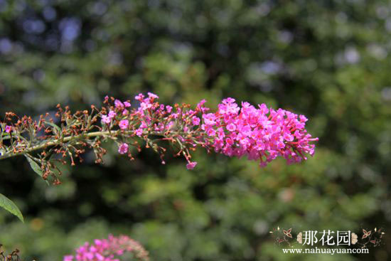 国庆南方行——上海植物园(上)