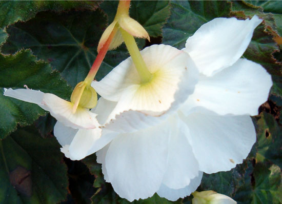 ͼƬȫﺣ Begonia tuberhybrida