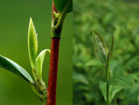лֲ￼(Tea Plant)