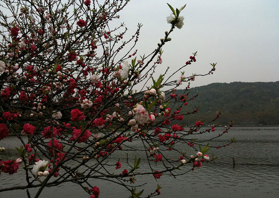 杭州春日孤山寻花攻略