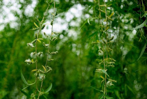 лֲ￼ (Chinese Weeping Willow)