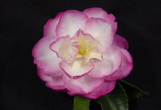 花卉图片大全：茶梅 Camellia sasanqua 图片