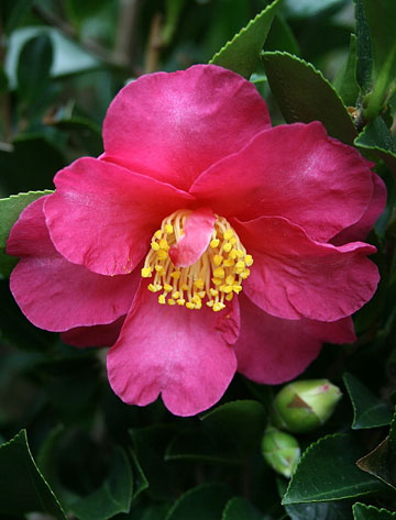 花卉图片大全：茶梅 Camellia sasanqua 图片
