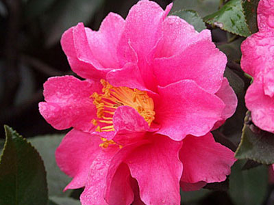 ͼƬȫ÷ Camellia sasanqua ͼƬ