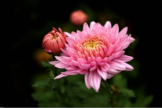 лֲ￼(Chrysanthemum)