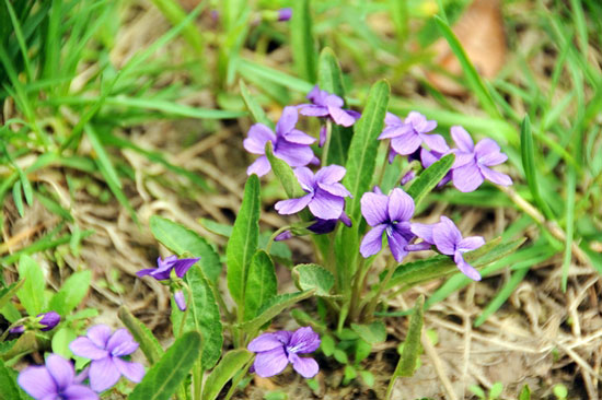 植物忆旧集：紫花地丁
