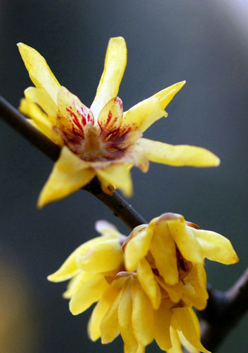 ͼƬȫ÷ Chimonanthus praecox