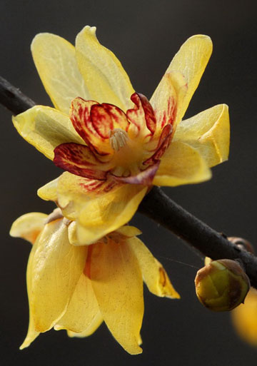 ͼƬȫ÷ Chimonanthus praecox