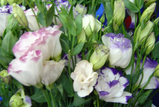 几种常见鲜花的选购窍门