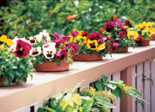 打造家中的阳台花园的四种方法