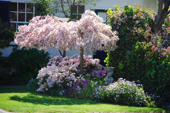 庭院花园设计：小庭院花园花树推荐