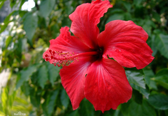 斐济的国花：扶桑花