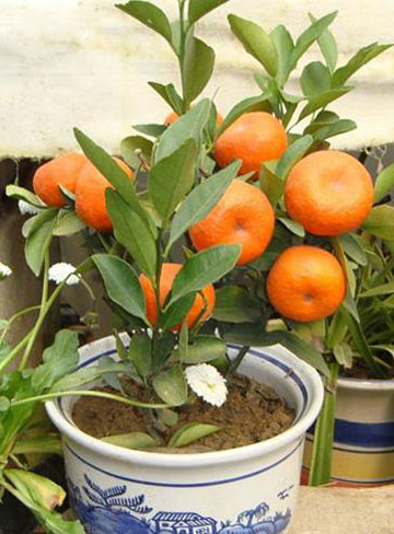 10种适合冬天种植的室内盆栽推荐