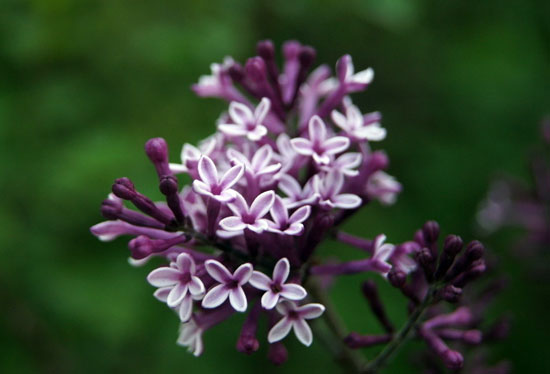 英国关于紫丁香的传说故事
