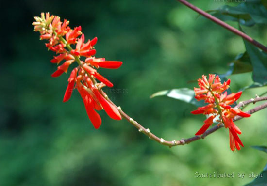 阿根延的国花：刺桐