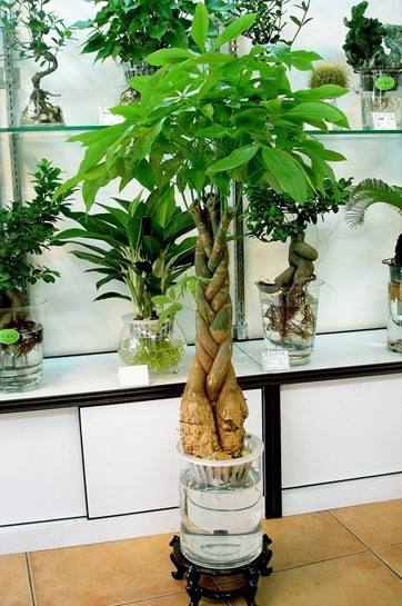 根据绿植特性摆放 8种常见室内植物的功效