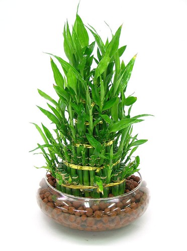 根据绿植特性摆放 8种常见室内植物的功效
