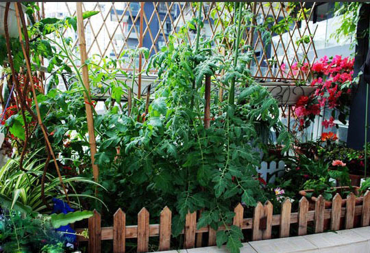 享受种植的乐趣 把阳台变身阳台小菜园