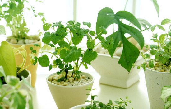 办公室盆栽植物养护常见问题解答
