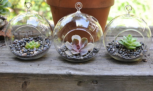 多肉植物DIY教程：悬挂空心玻璃球种植多肉植物
