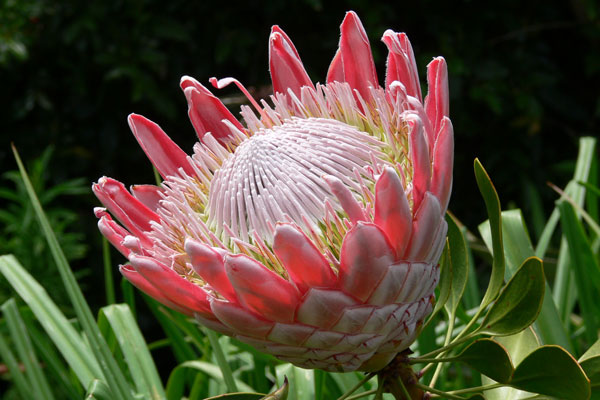 南非的国花：帝王花 Protea cynaroides (L.) L.