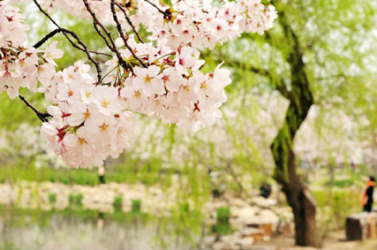赏花好时节 盘点上海最适合赏樱的地方