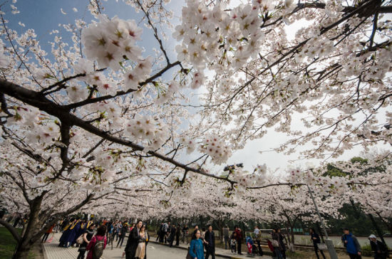 赏花好时节 盘点上海最适合赏樱的地方