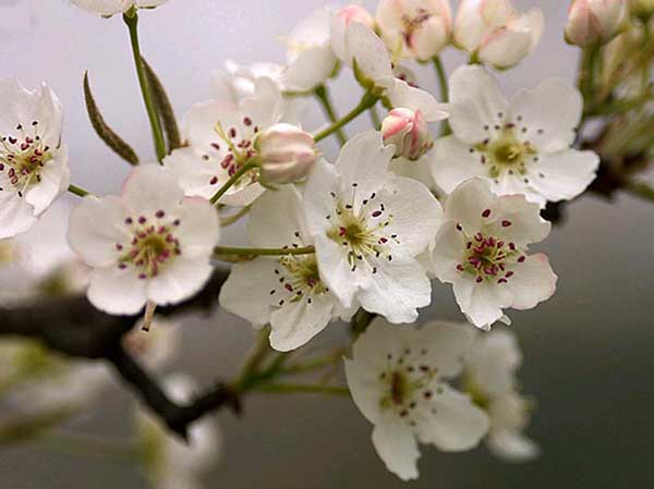我国少数民族的花节日：白族梨花会