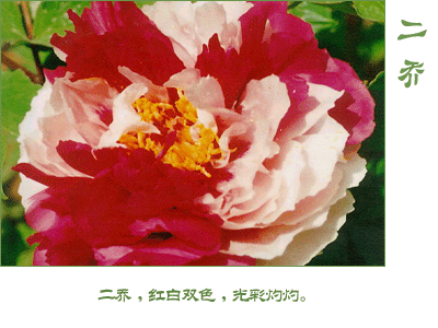 精品牡丹花品种及图片欣赏——复色花系