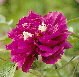 精品牡丹花品种及图片欣赏——紫色花系
