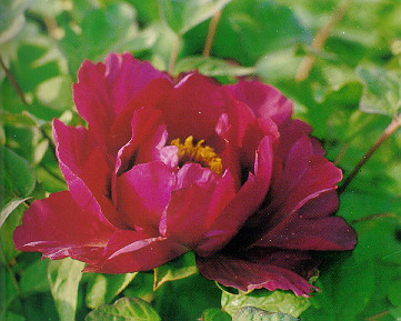 精品牡丹花品种及图片欣赏——紫色花系