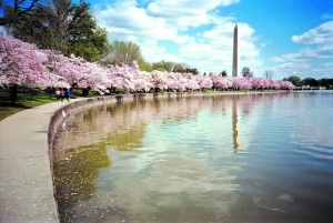 华盛顿樱花华丽盛放 大洋彼岸樱花海也绝美