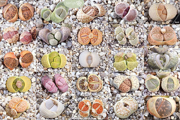 生石花种植：生石花安全度夏的养护方法