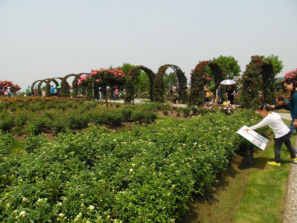 上海辰山植物园月季500多个品种竞香争艳